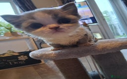 Mixed Breed cats for sale: Kittens looking for loving homes - Image 5