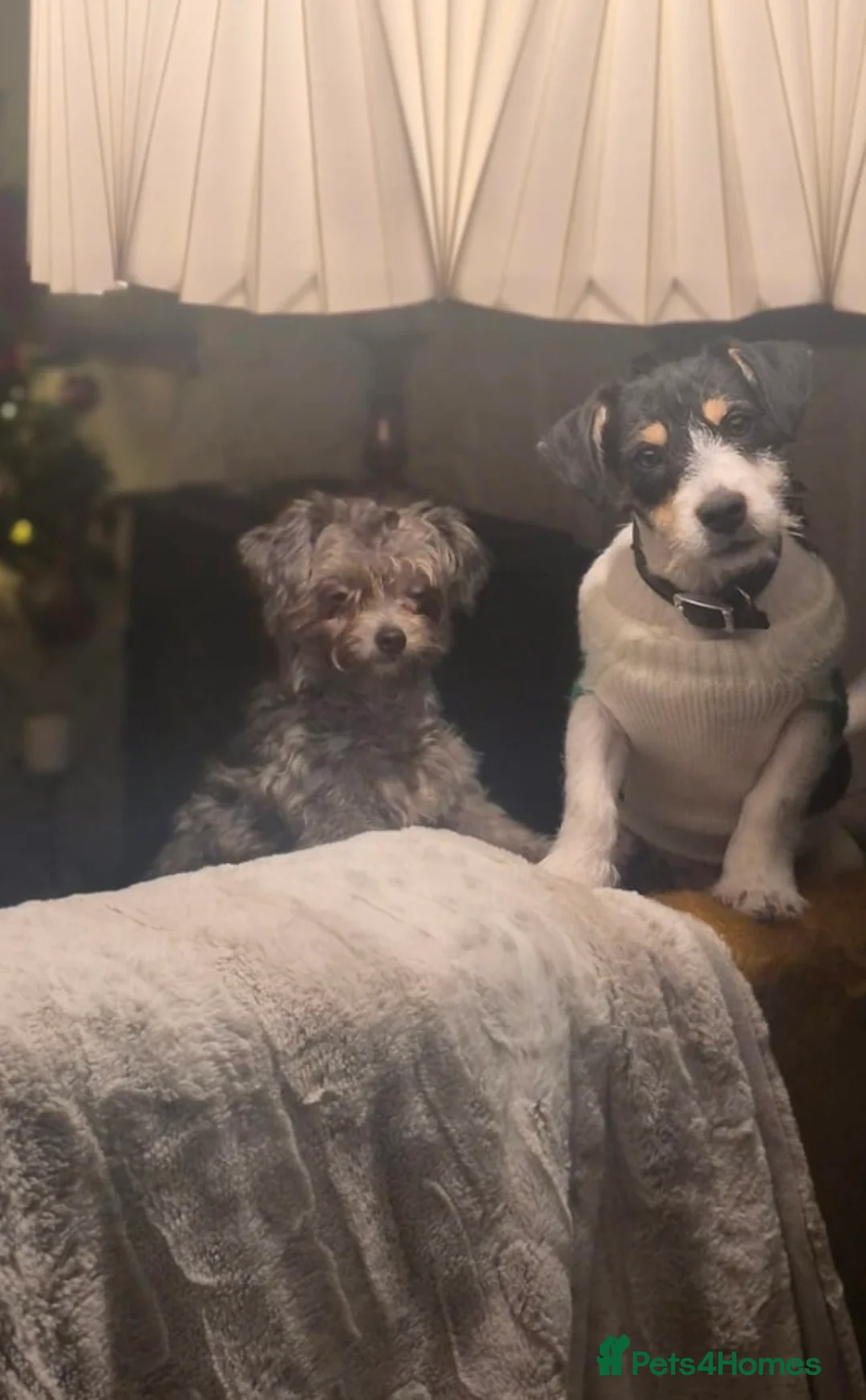 Jack Russell dogs for sale: Jack Russel terrier  in Treorchy - Advert 2