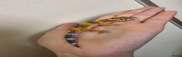 Leopard Gecko reptiles for sale: Baby leopard geckos - Advert 40