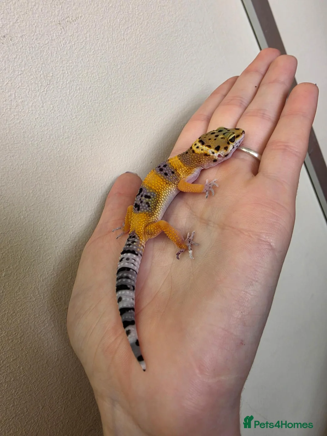 Leopard Gecko reptiles for sale: Baby leopard geckos - Advert 40
