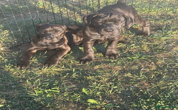 Cane Corso dogs - Advert 1