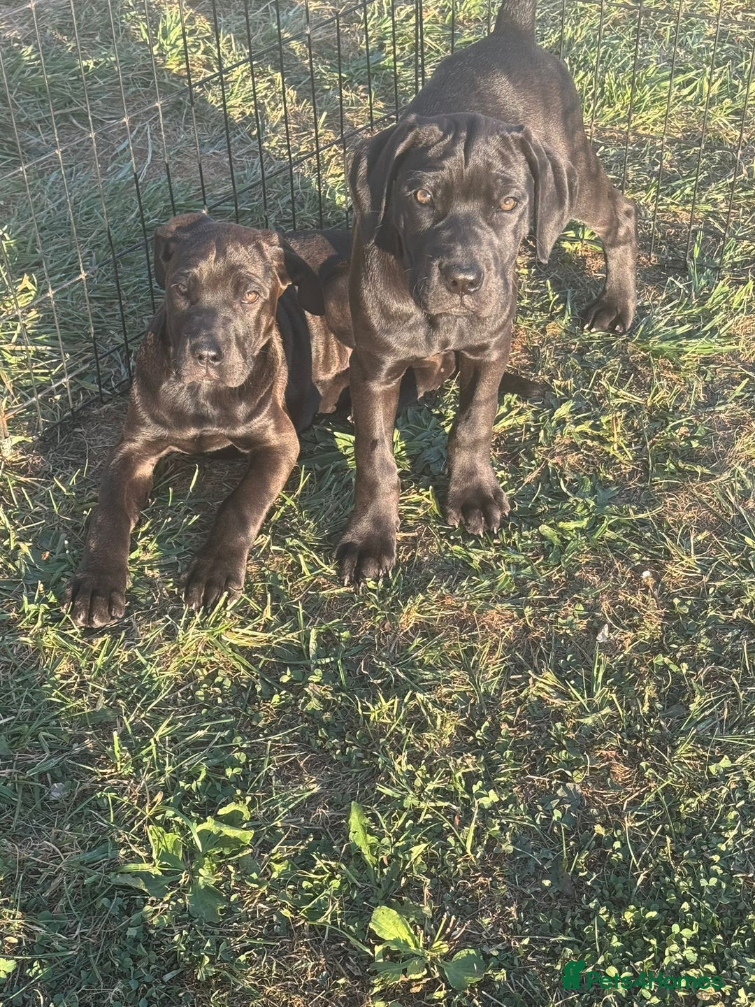 Cane Corso dogs for sale: Cane corso girl pup FULLY VACCINATED  - Image 7