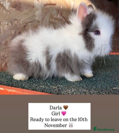 Lionhead rabbits - Advert 8