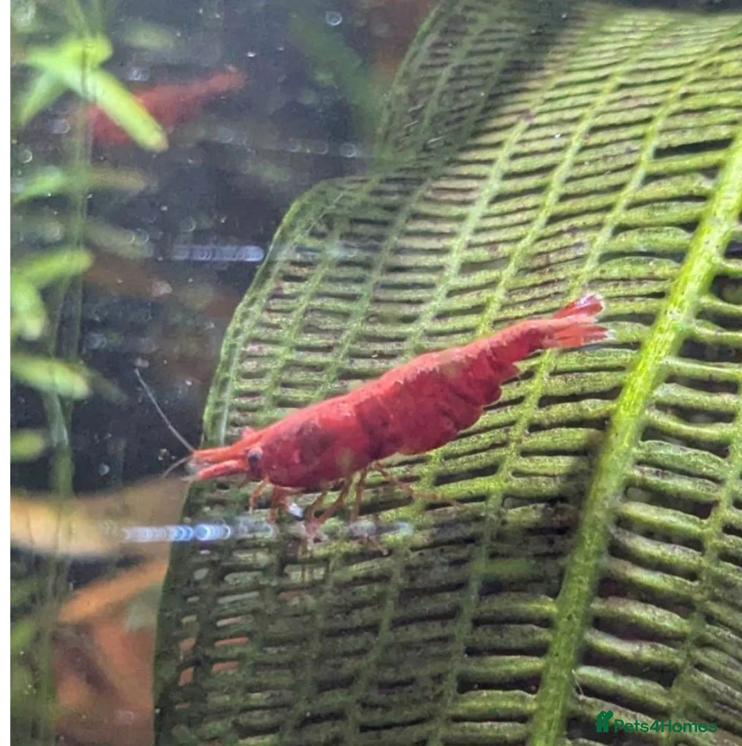Shrimps fish for sale: Neocaridina Shrimp ♥️🖤🧡  Ramshorn Snails 🩷💙 - Advert 2
