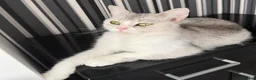British Shorthair cats for sale: british shorthair cat - Advert 3