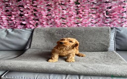 Cavapoo dogs for sale: BEAUTIFUL RED COCKERPOOS PUPPIES ready now!  - Image 3