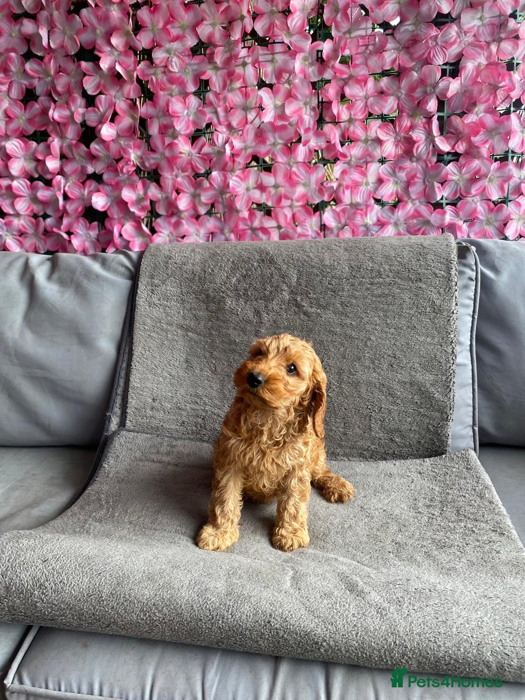 Cavapoo dogs for sale: BEAUTIFUL RED COCKERPOOS PUPPIES ready now!  - Image 3