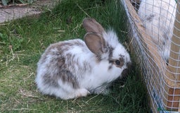 Mixed Breed rabbits for sale: Gorgeous lionhead cross bunnies - Image 1