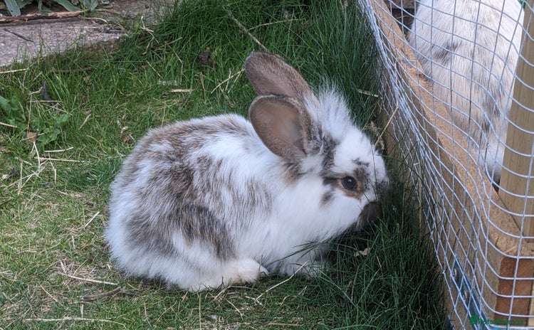 Mixed Breed rabbits - Advert 5