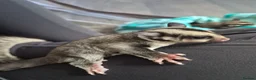 Sugar Glider rodents for sale: Sugar glider joeys ready to reserve  - Advert 8