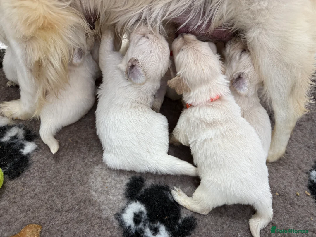 Golden Retriever dogs for sale: Stunning Kc registered golden retrievers - Advert 16