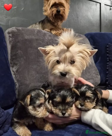 Yorkshire Terrier dogs - Advert 5