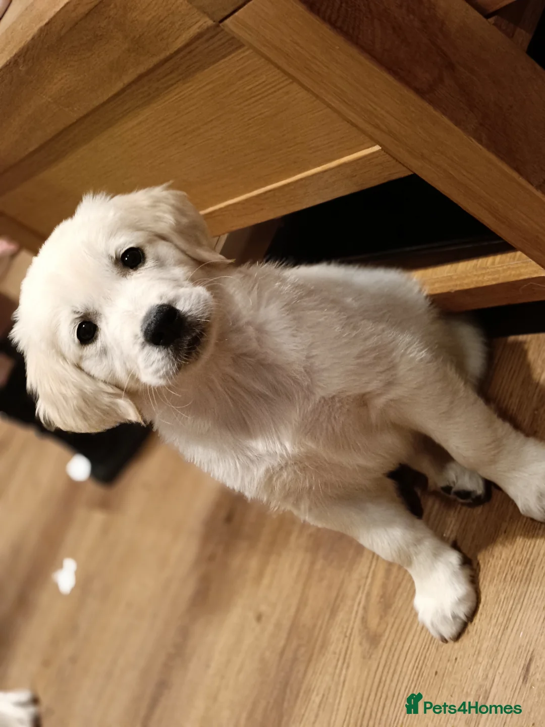 Golden Retriever dogs for sale: Beautiful Golden Retriever Puppies - Advert 5