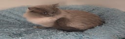 Ragdoll cats for sale: Blue mink / cherubim boy. TICA Active - Advert 1
