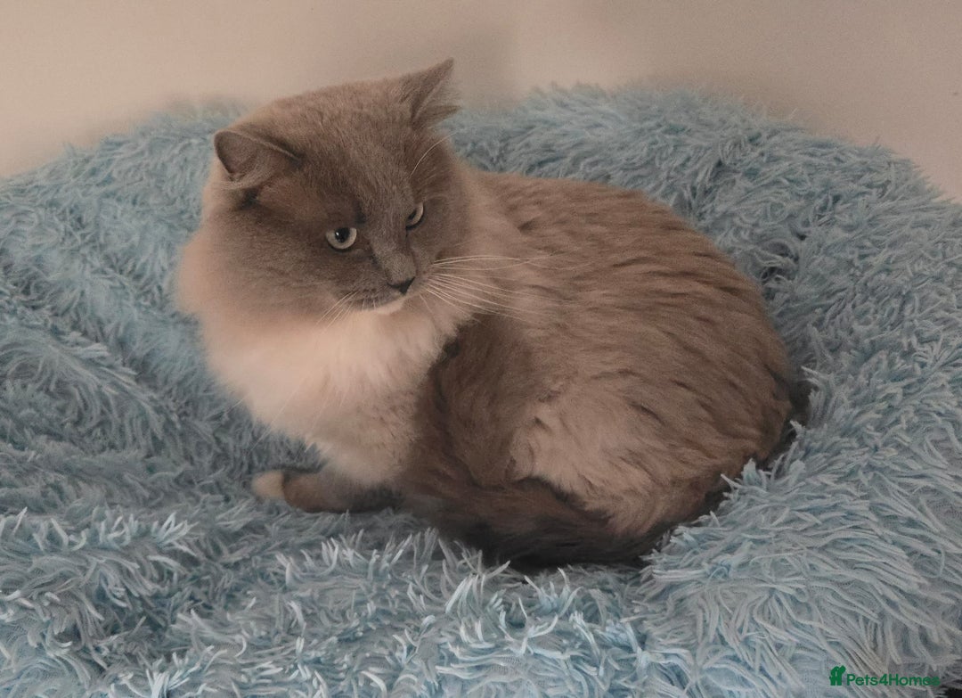 Ragdoll cats for sale: Blue mink / cherubim boy. TICA Active - Advert 1