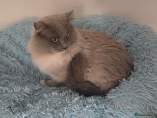 Ragdoll cats Blue mink / cherubim boy. TICA Active - Advert 2