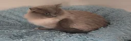 Ragdoll cats for sale: Blue mink / cherubim boy. TICA Active - Advert 1