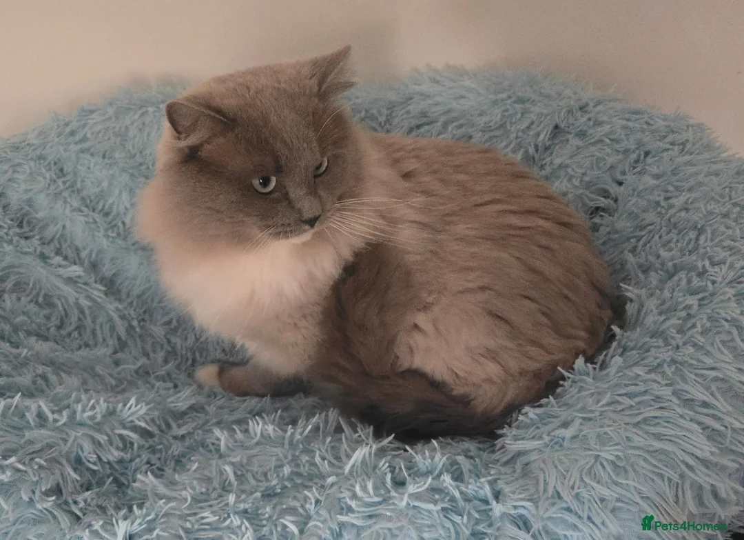 Ragdoll cats for sale: Blue mink / cherubim boy. TICA Active - Advert 1