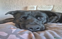Mixed Breed dogs for sale: Akita cross presa canario  - Image 6