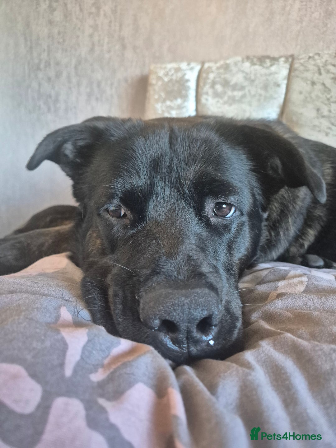 Mixed Breed dogs for sale: Akita cross presa canario  - Image 6