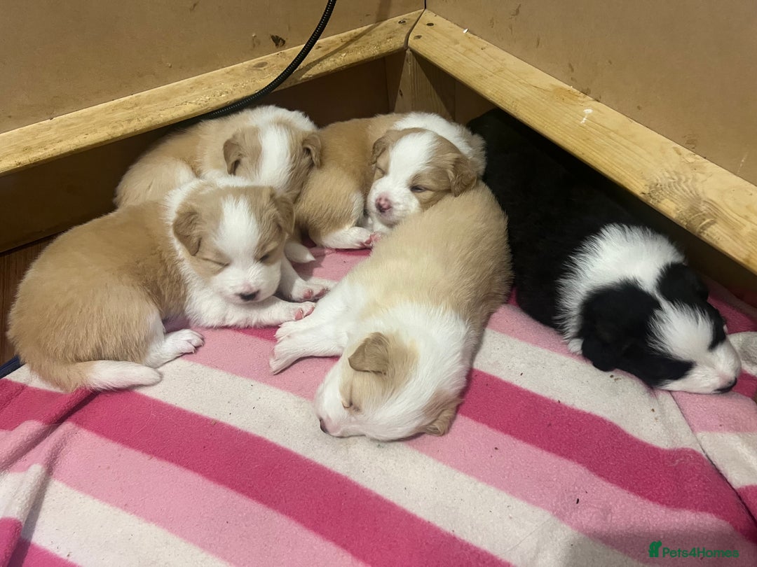 Border Collie dogs for sale: DUE 1st August Border collie Puppies - Image 36
