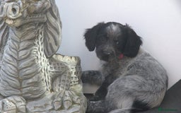 Mixed Breed dogs for sale: Merle Sprollies/Cotralian - Image 16