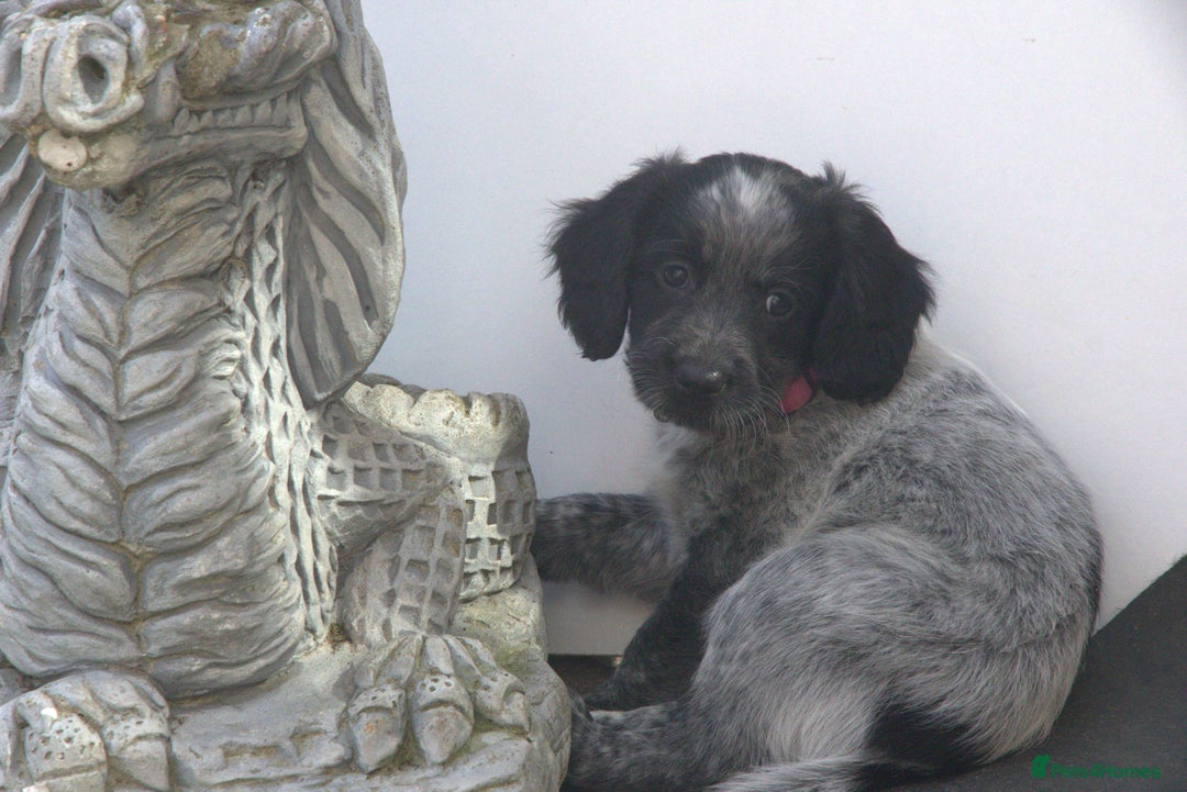 Mixed Breed dogs for sale: Merle Sprollies/Cotralian - Image 16