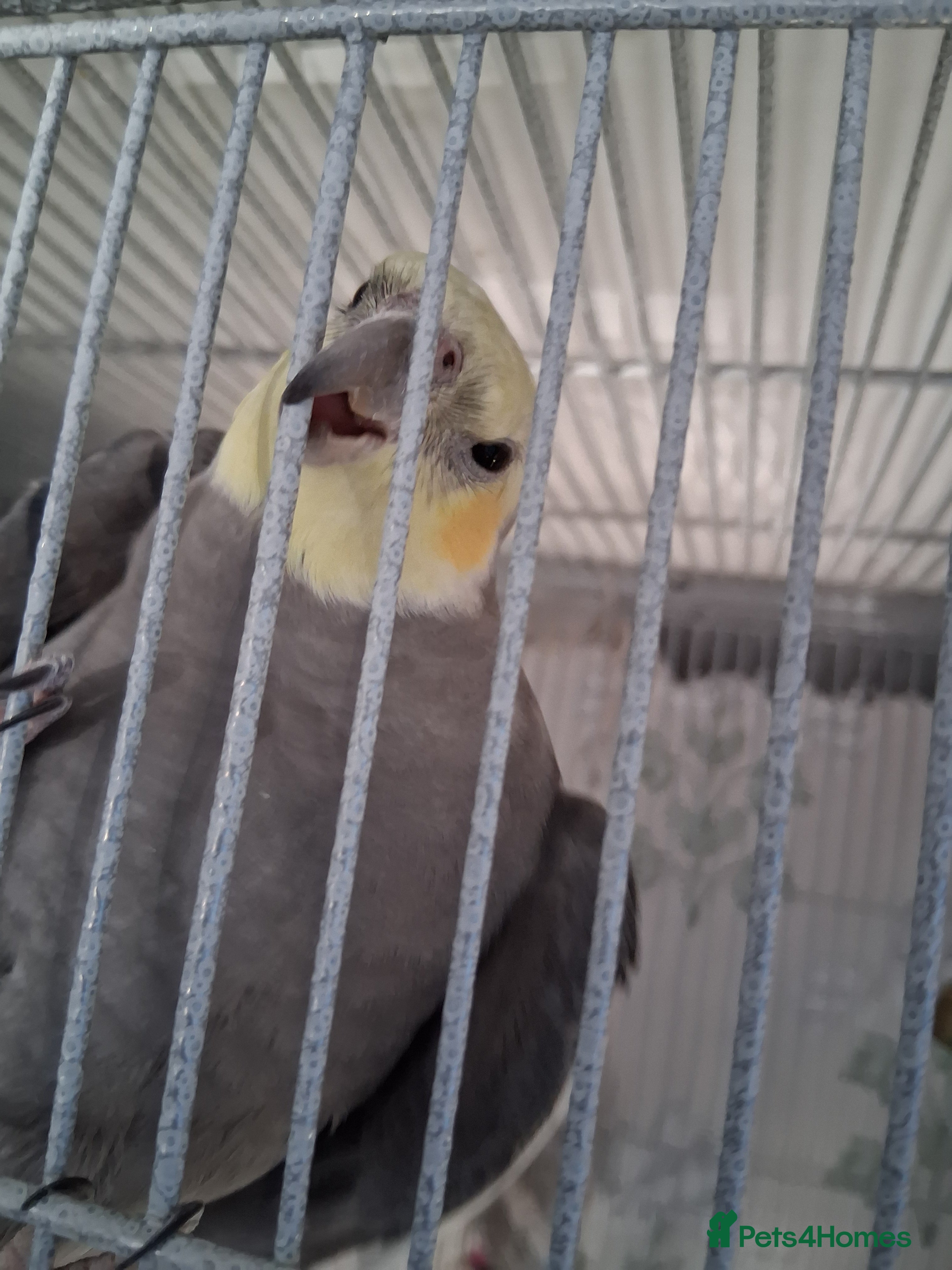 Cockatiels birds 4 cockatiels - Advert 2