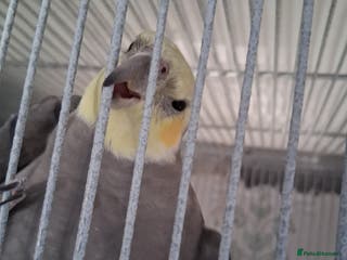 Cockatiels birds 4 cockatiels - Advert 4