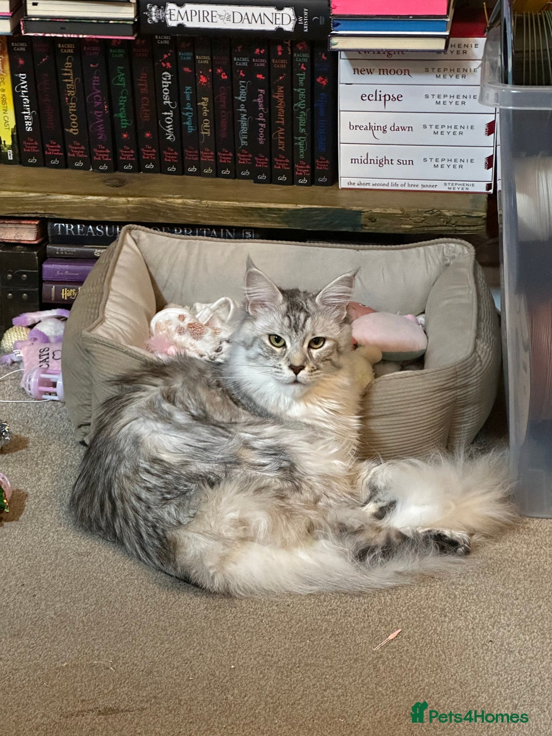 Maine Coon cats for sale: 6x Maine Coon kittens for sale - Advert 10