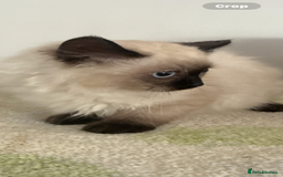 Ragdoll cats for sale: Ragdoll chocolate boy  - Image 5