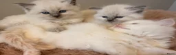 Ragdoll cats for sale: Beautiful ragdoll babies! 😻😻😻 - Advert 8