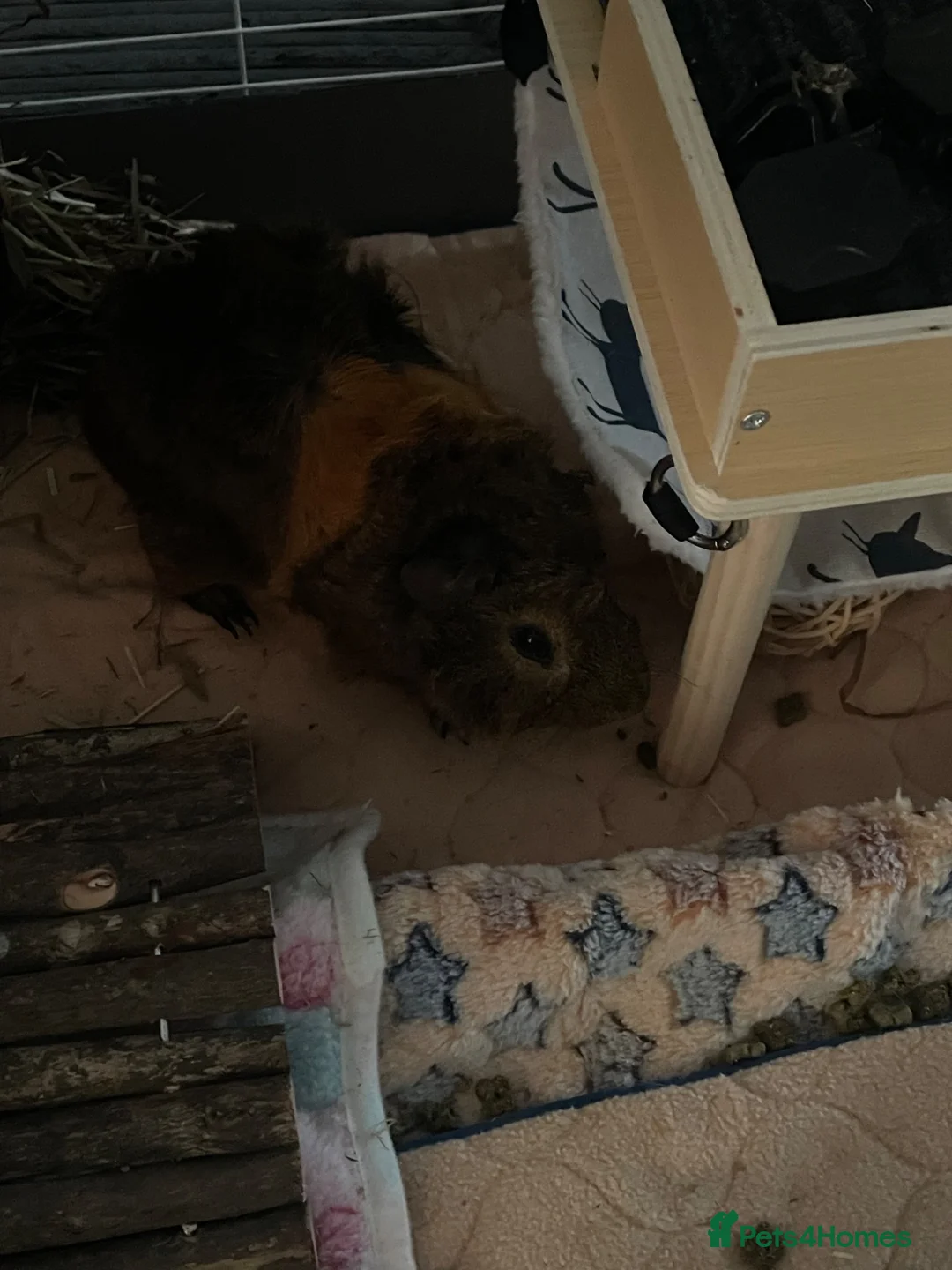 Guinea Pig rodents for sale: Male guinea pig needs a new home ASAP  in Gosport - Advert 2