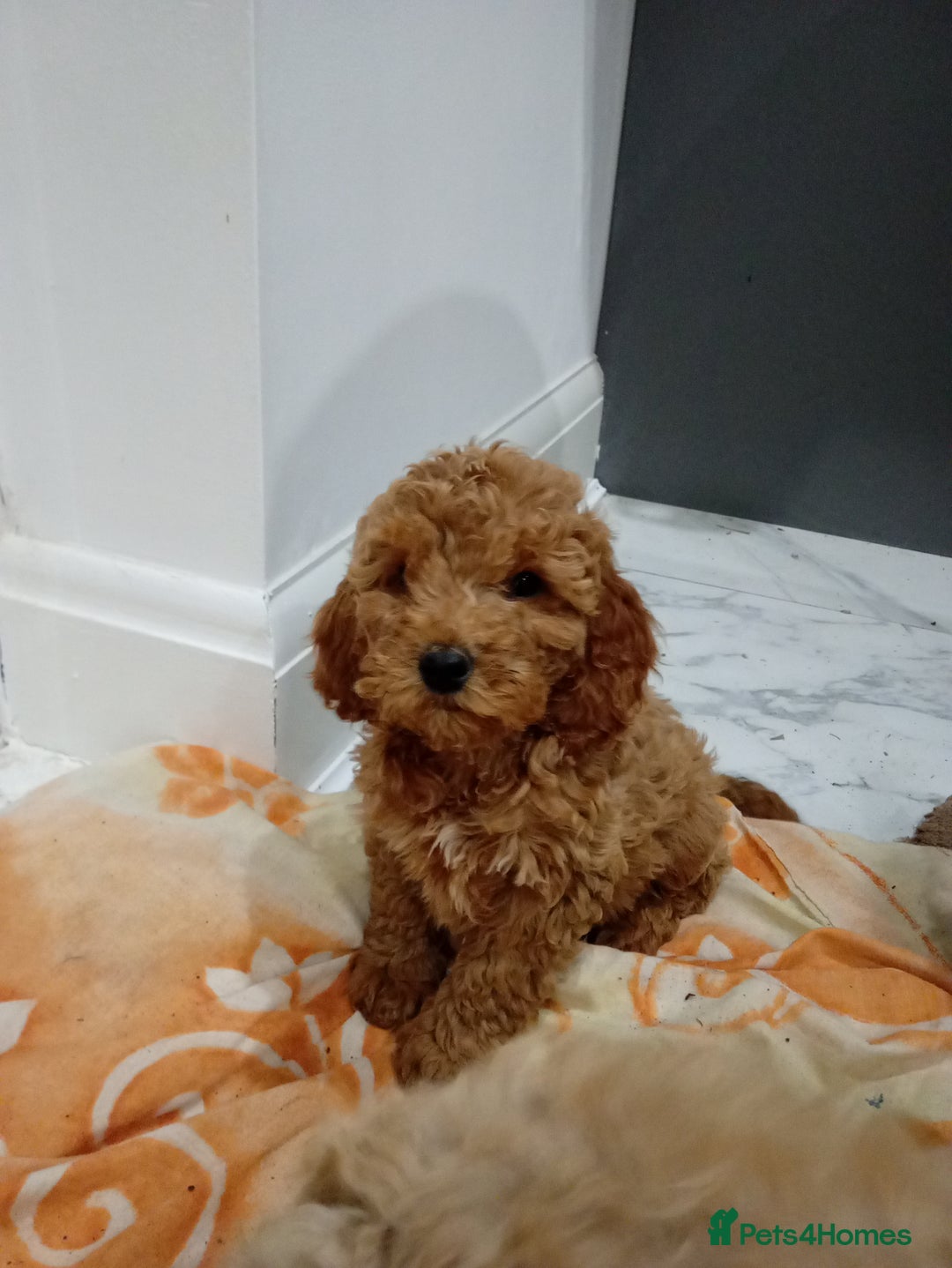 Cockapoo dogs for sale: Cockapoo puppies 😍 - Advert 6