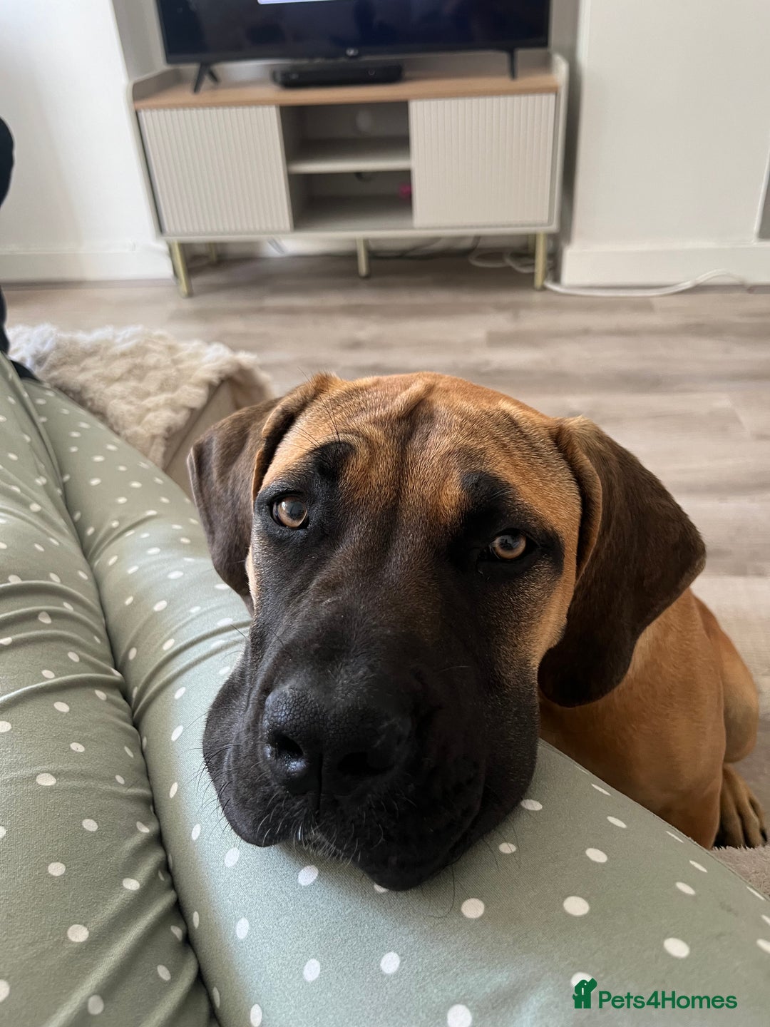 Boerboel dogs for sale: Beautiful boerboel pup - Image 2
