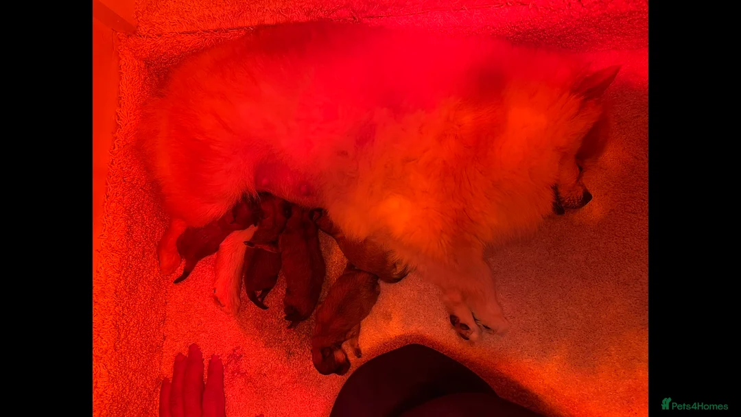 Pomeranian dogs for sale: 2 adorable Pomeranian’s remaining - Advert 13