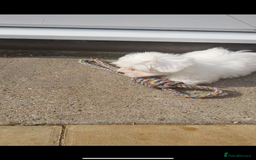 Maltese dogs for sale: Stunning Pure Maltese Puppies - Image 8