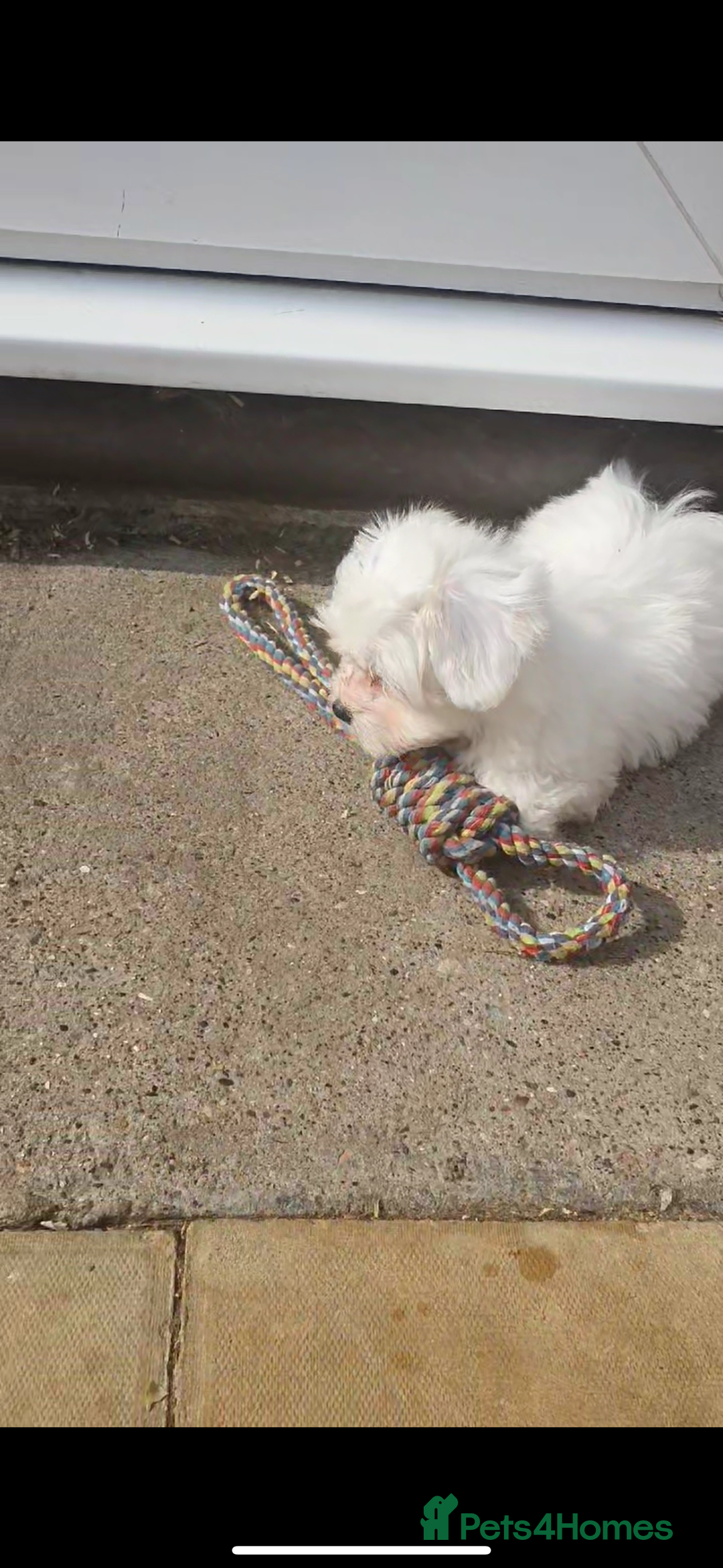 Maltese dogs for sale: Stunning Pure Maltese Puppies - Image 8
