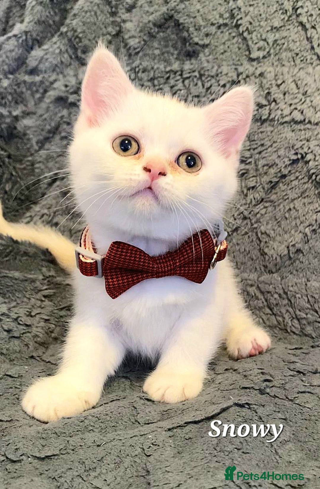 British Shorthair cats for sale: GCCF Snowflake BSH - Advert 30