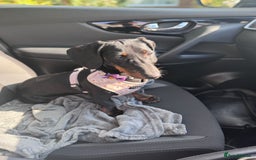Dachshund dogs for sale: Dachshund  - Image 8