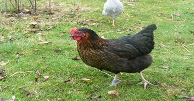 Chickens poultry - Advert 11