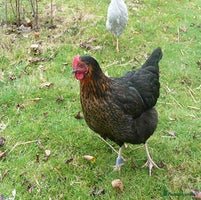 Chickens poultry - Advert 4