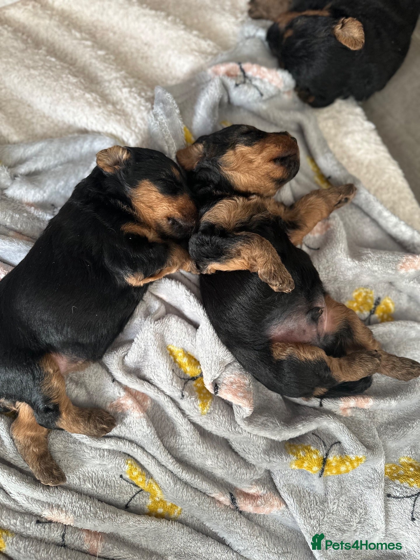 Welsh Terrier dogs One Beautiful Welsh Terrier Boy Left Available 🐶 - Advert 5