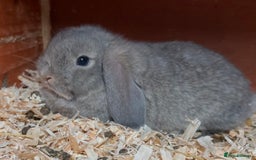 Mini Lop rabbits for sale: Gorgeous mini lops ready now! - Advert 13