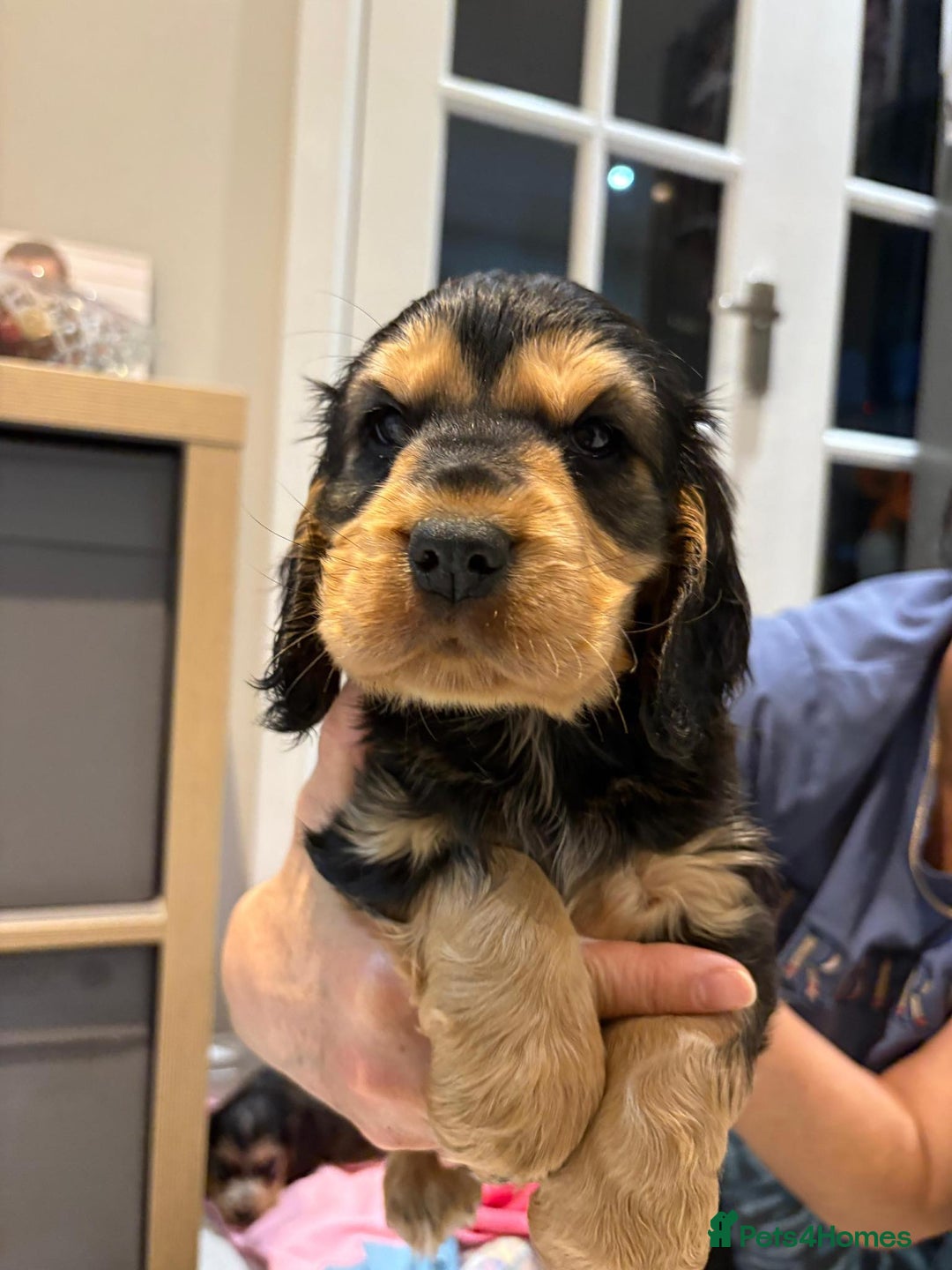 Cocker Spaniel dogs for sale: Pure show type KC reg DNA health test  - Advert 18