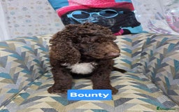 Newfypoo dogs for sale: 🐾 Beautiful Newfypoo x Standard Poodle Puppies 🐾 in Doncaster - Image 4