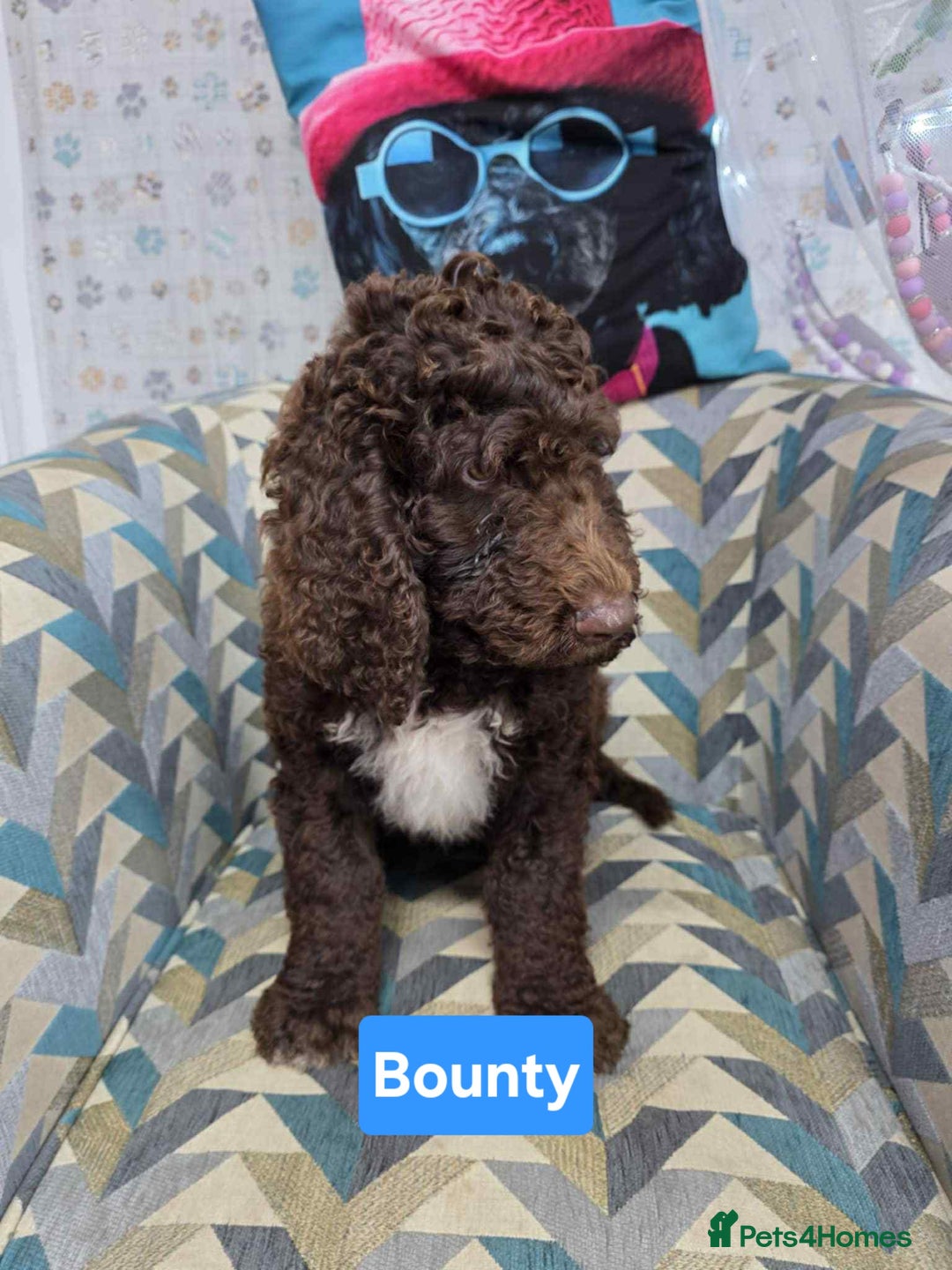Newfypoo dogs for sale: 🐾 Beautiful Newfypoo x Standard Poodle Puppies 🐾 in Doncaster - Image 4