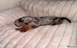 Miniature Dachshund dogs for sale: Miniature dachshund  - Image 7
