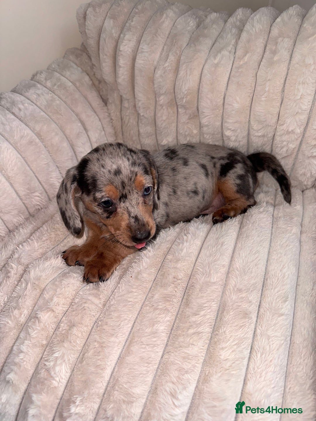 Miniature Dachshund dogs for sale: Miniature dachshund  - Image 7
