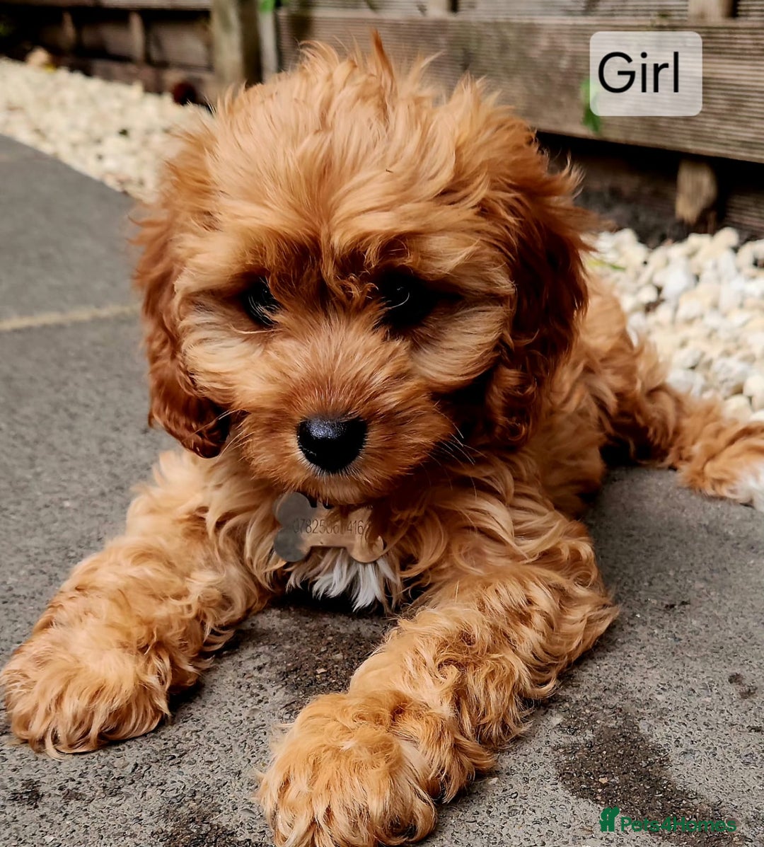 Cavapoo dogs for sale: Toy Cavapoo Puppies Looking for Forever Homes!! - Image 6